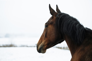 Fototapeta premium Free beautiful brown horse enjoys snow and sun in winter