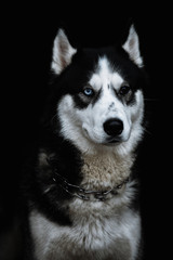 Hasky with different eyes