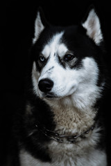 Beautiful siberian husky. Pedigree dog. Beautiful husky dog looking at the camera