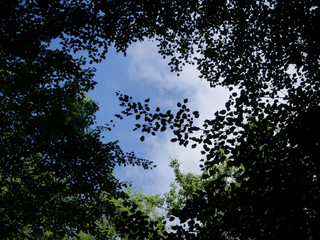 sky through foliage