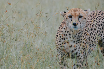 Portrait Cheetah in Massai Mara