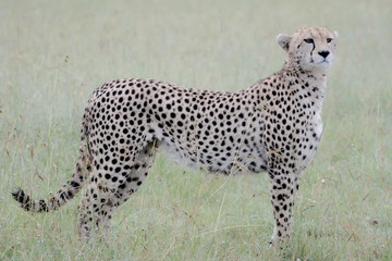 Portrait Cheetah in Massai Mara