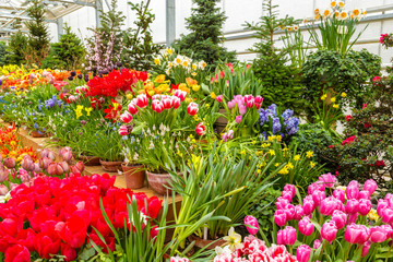 Flowers in green house. Floral bouquet shop. Blooming plants and multi color flowers inside a garden center