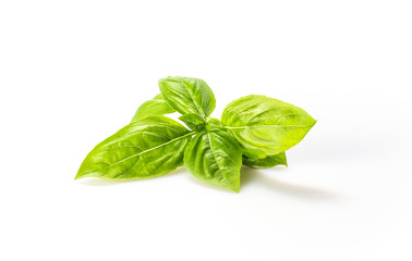 Basil leaves isolated on white background