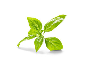 Basil leaves isolated on white background