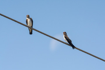 aves