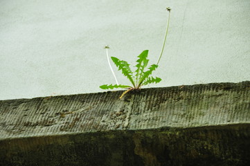 a single lonely dandelion grows out of a crevice