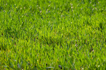 young sprouts of sprouted wheat on open ground