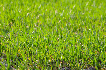 young sprouts of sprouted wheat on open ground