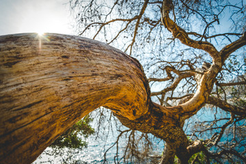 Maritime pine trunk in French Riviera in a sunny day