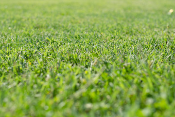 Close up green grass field with blur park background