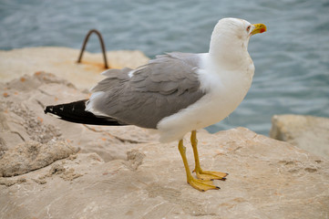 Seagull on the rock