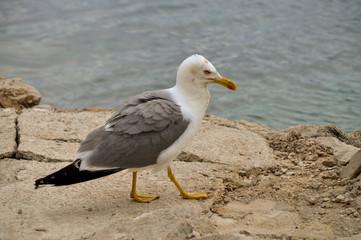 Obraz premium Seagull on the rock