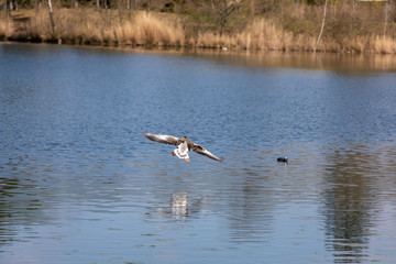 Duck fly nature spring water life lake warm