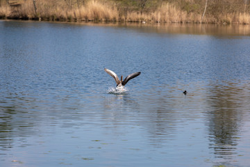 Duck fly nature spring water life lake warm