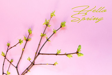 Young leaves, buds on the branches of trees in early spring on a pink background with copy space and the words hello spring flat lay top view, spring pink background