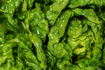 Fresh green vegetarian lettuce leaves background. Food macro photography
