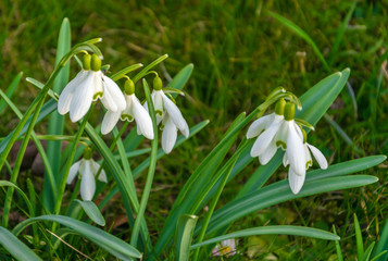 Snowdrops, the first spring flowers in the meadow.