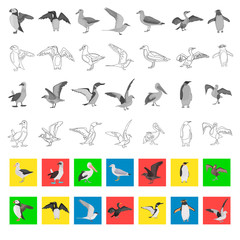 Different sea birds color flat, black and white colors, line, simple concept icons set