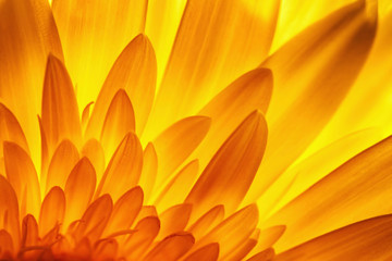 gerbera flower petal detail in backlit