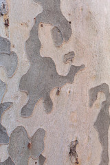 Beautiful Texture of Old London Plane Tree