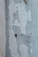 Beautiful Texture of Old London Plane Tree