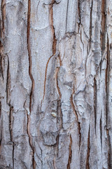 Beautiful Texture of Big Living Tree