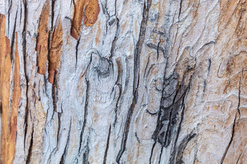 Beautiful Colorful Wood Texture