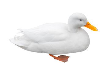 White albino rare bird duck, isolated on white background.