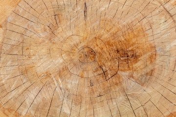 Naklejka premium Texture of Cut Big Tree