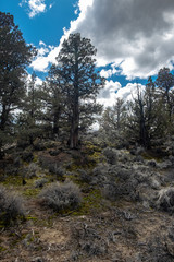 Juniper Trees on a partly coudy day