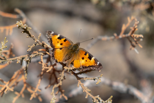 Monarch butterfly on a juniper tree