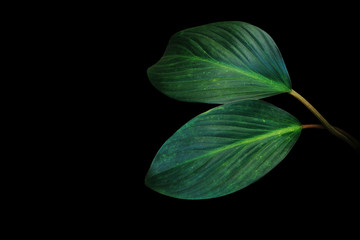 Dark green leaves of tropical foliage plant growing in wild isolated on black background. © Chansom Pantip