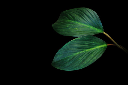 Dark green leaves of tropical foliage plant growing in wild isolated on black background.