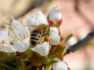 bee on a cherry blossom