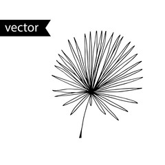 Vector outline illustration of tropical plant. Hand drawn leaf of fan palm.