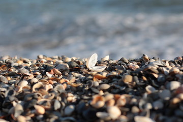 Close up of beach sand with lots of sea shells.