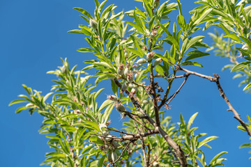 Almond tree branches