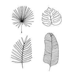 Vector outline illustration of tropical plants. Hand drawn set of different palm leaves.