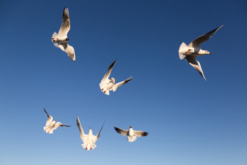 Several gulls and blue sky