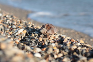 Seashells, pearls and starfishes as background