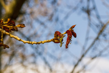 Knospe einer Kastanie im Fr&uuml;hlung Makroaufnahme