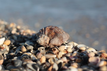 Seashells, pearls and starfishes as background