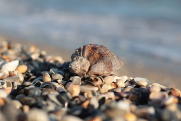 Seashells, pearls and starfishes as background
