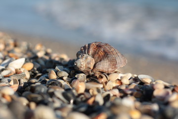 Seashells, pearls and starfishes as background