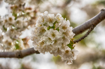 Cerezo en flor