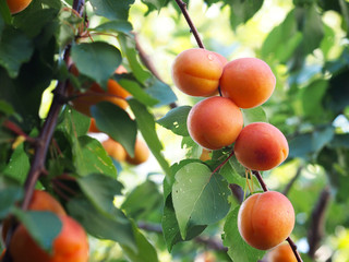 Apricot fruit on tree branch