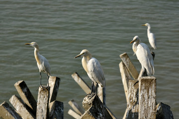 Egrets in the banks of Brahmaputra river.