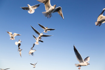 Several gulls and blue sky