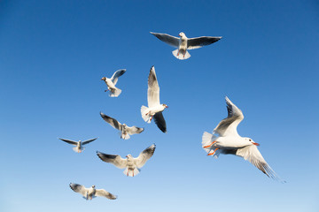 Several gulls and blue sky